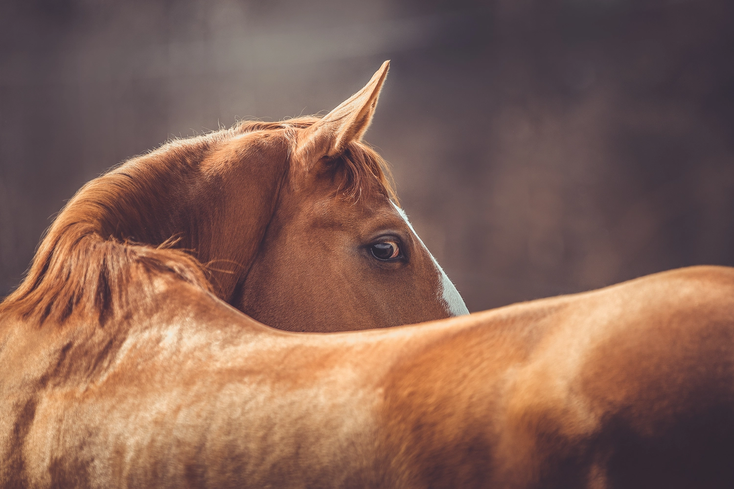 Tierärztliche Praxis für Pferde – Nahaufnahme eines hellbraunen Pferdes, das über die Schulter blickt, bei sanfter, dunstiger Beleuchtung.