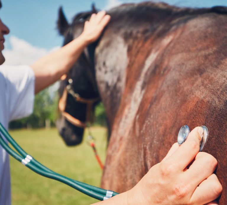Tierarzt untersucht ein Pferd mit einem Stethoskop